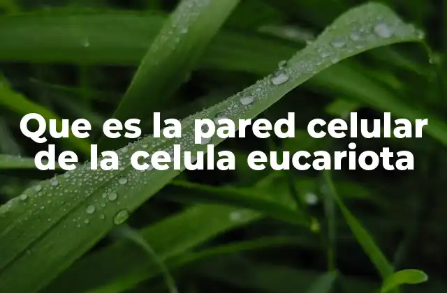 Que es la Pared Celular de la Celula Eucariota