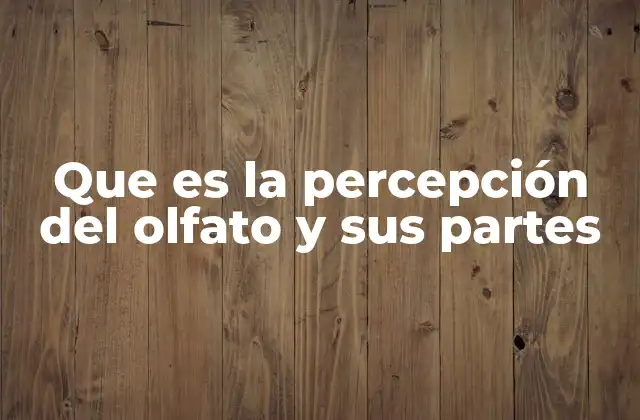 Que es la Percepción Del Olfato y Sus Partes