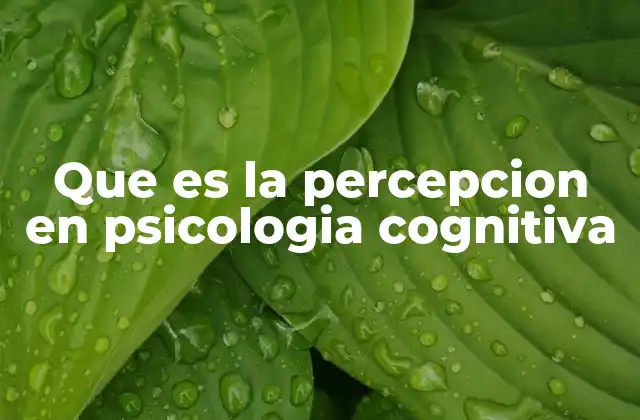 Que es la Percepcion en Psicologia Cognitiva 2 Cómo el cerebro interpreta la información sensorial