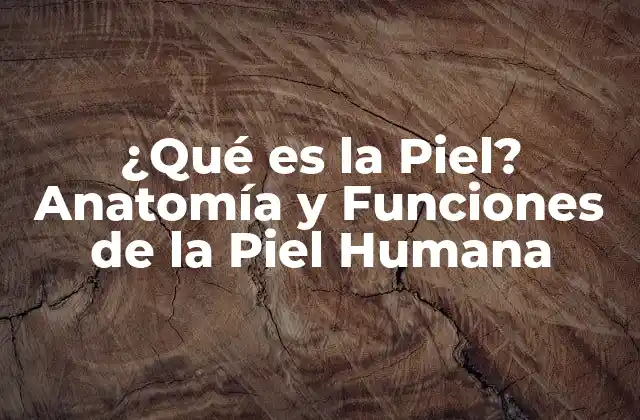 ¿qué es la Piel? Anatomía y Funciones de la Piel Humana