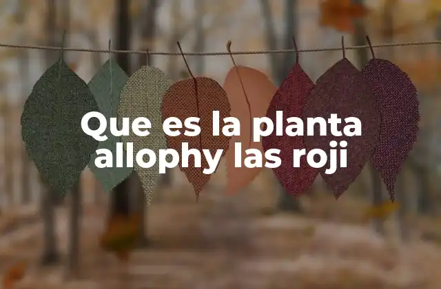 Que es la Planta Allophy las Roji