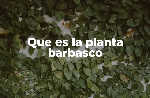 Que es la Planta Barbasco 2 Características de la planta barbasco