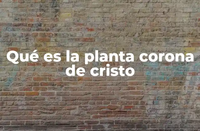 Qué es la Planta Corona de Cristo
