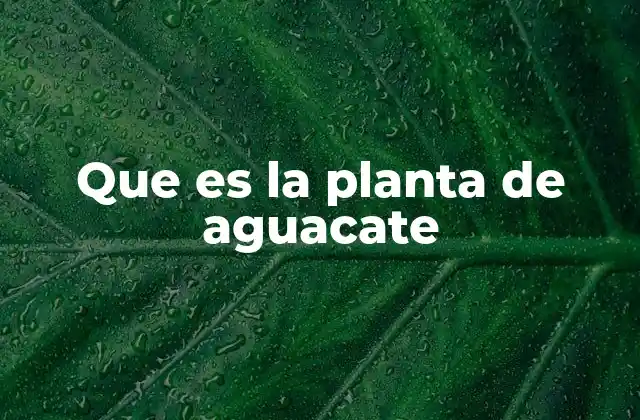 Que es la Planta de Aguacate 2 El árbol detrás de la fruta más amada del mundo