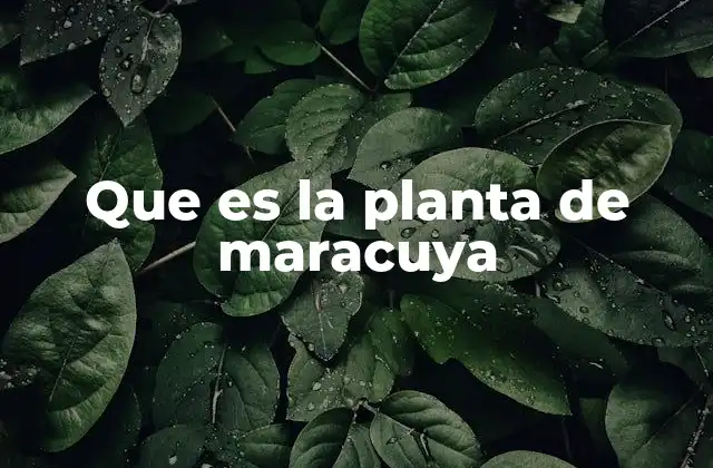 Que es la Planta de Maracuya 2 Características de la planta de maracuya