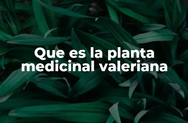 Que es la Planta Medicinal Valeriana