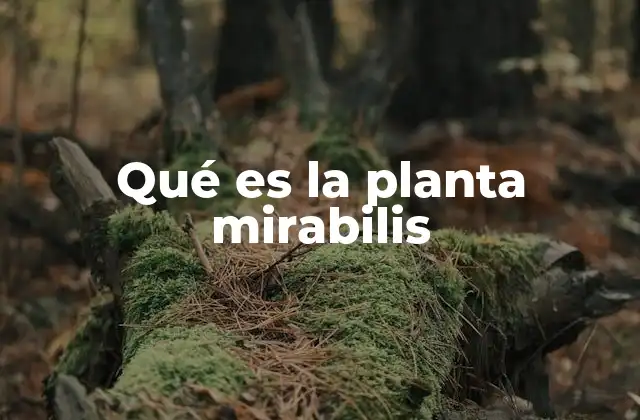 Qué es la Planta Mirabilis