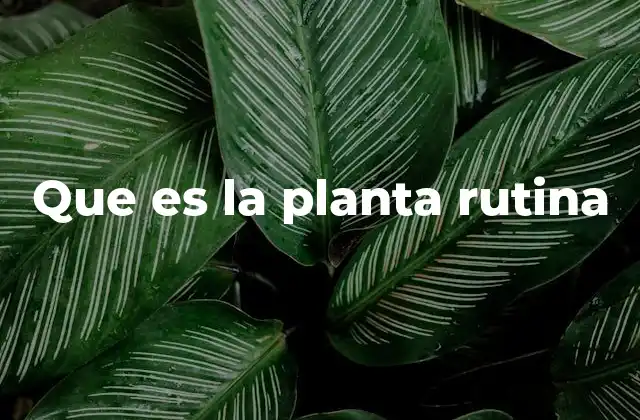Que es la Planta Rutina