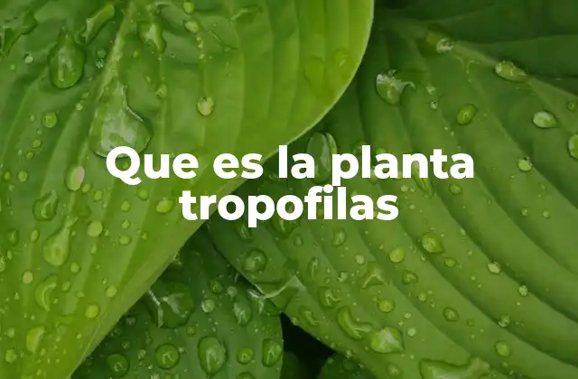 Que es la Planta Tropofilas