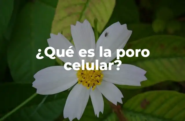 ¿qué es la Poro Celular?