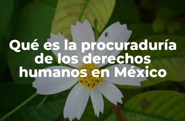 Qué es la Procuraduría de los Derechos Humanos en México