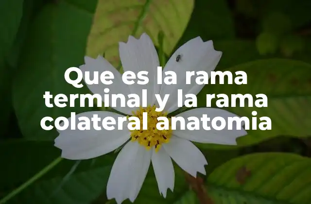 Que es la Rama Terminal y la Rama Colateral Anatomia