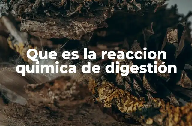 El proceso digestivo desde una perspectiva química