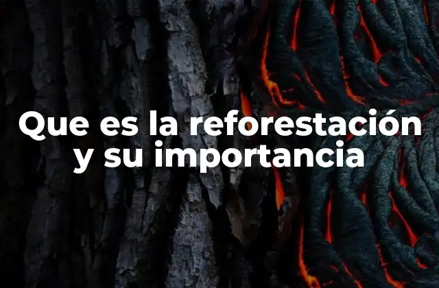 El papel de los bosques en la sostenibilidad ambiental