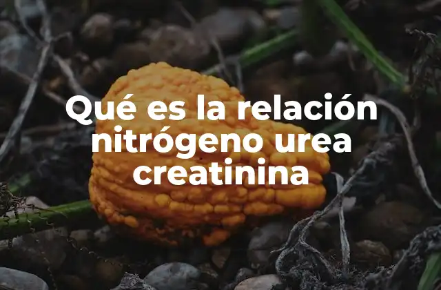 Qué es la Relación Nitrógeno Urea Creatinina 2 Factores que influyen en la relación nitrógeno urea creatinina