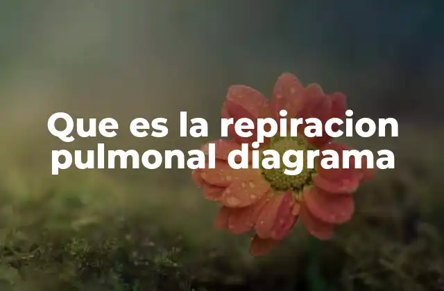 Que es la Repiracion Pulmonal Diagrama