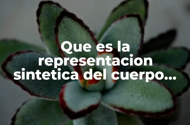 Que es la Representacion Sintetica Del Cuerpo Humano