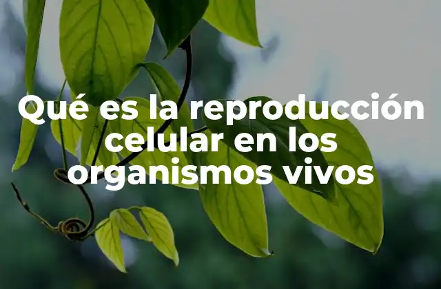 Qué es la Reproducción Celular en los Organismos Vivos