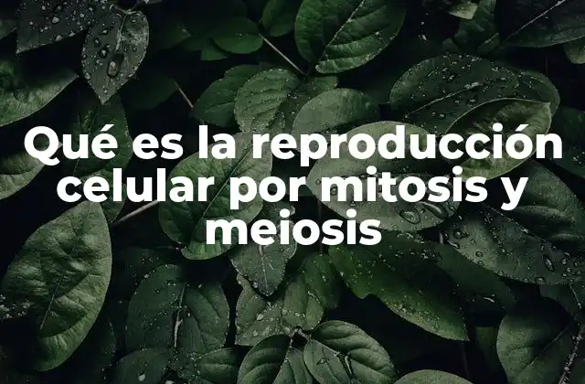 Qué es la Reproducción Celular por Mitosis y Meiosis