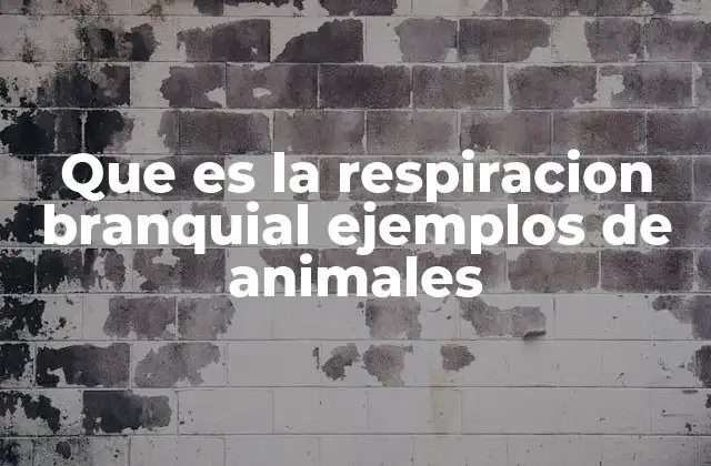 Que es la Respiracion Branquial Ejemplos de Animales