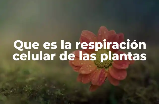 Que es la Respiración Celular de las Plantas 2 El proceso de obtención de energía en los organismos vegetales