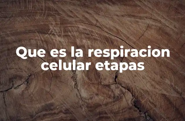 Que es la Respiracion Celular Etapas