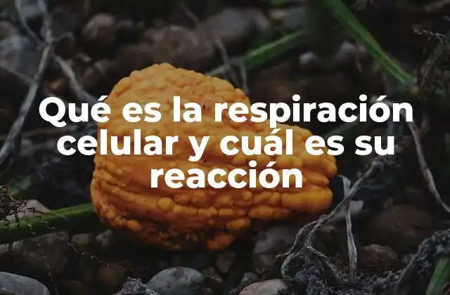 Qué es la Respiración Celular y Cuál es Su Reacción