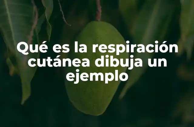 Qué es la Respiración Cutánea Dibuja un Ejemplo