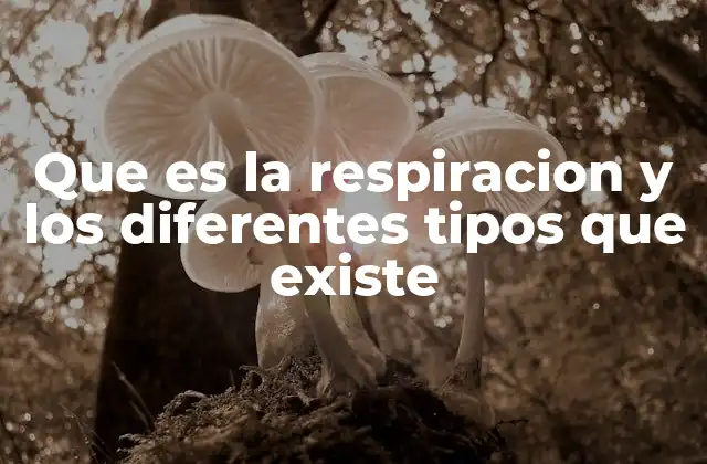 Que es la Respiracion y los Diferentes Tipos que Existe
