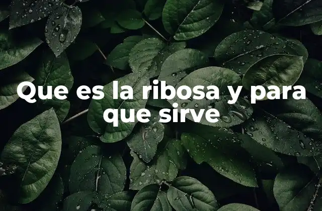 Que es la Ribosa y para que Sirve 2 El papel de la ribosa en la producción de energía celular