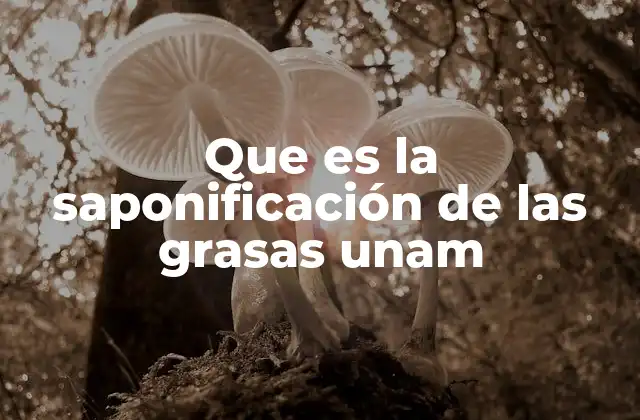 El proceso de saponificación y su importancia en la química orgánica