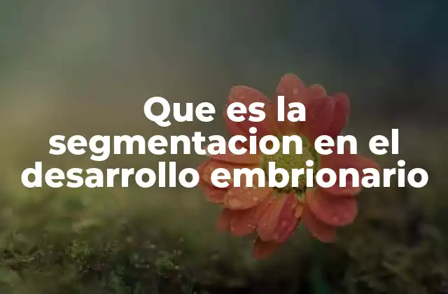 Que es la Segmentacion en el Desarrollo Embrionario