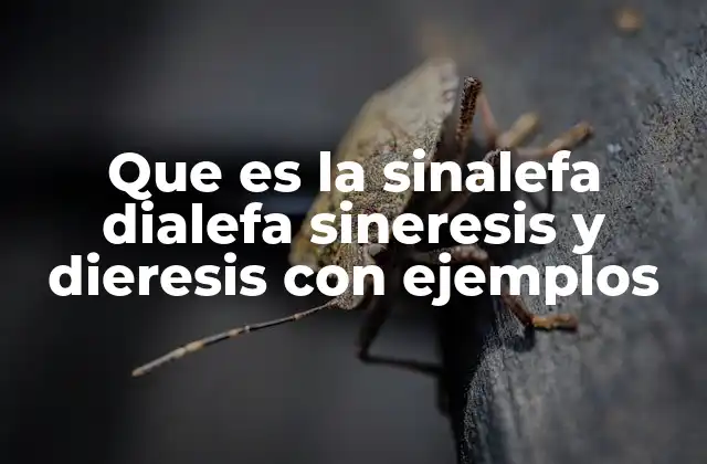 Que es la Sinalefa Dialefa Sineresis y Dieresis con Ejemplos