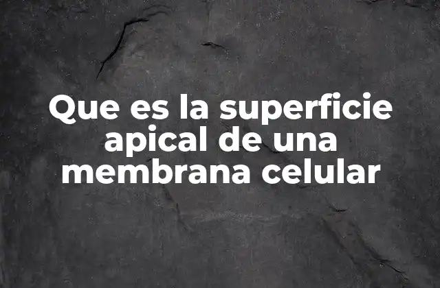 Que es la Superficie Apical de una Membrana Celular