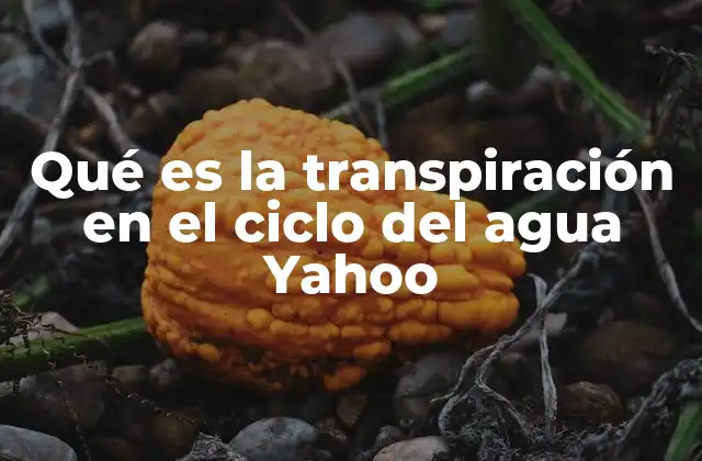 Qué es la Transpiración en el Ciclo Del Agua Yahoo