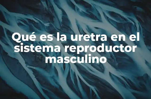 Qué es la Uretra en el Sistema Reproductor Masculino