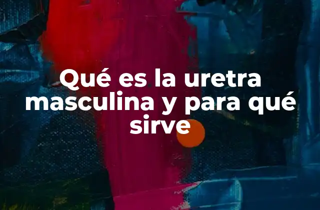Qué es la Uretra Masculina y para Qué Sirve