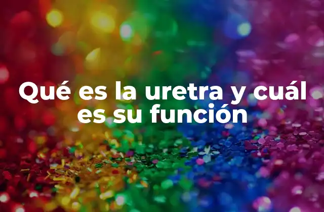 Qué es la Uretra y Cuál es Su Función