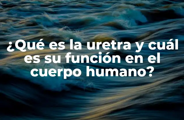 ¿qué es la Uretra y Cuál es Su Función en el Cuerpo Humano?