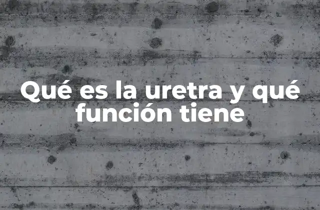 Qué es la Uretra y Qué Función Tiene