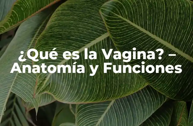¿qué es la Vagina? – Anatomía y Funciones
