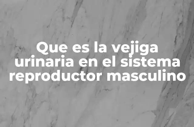 Que es la Vejiga Urinaria en el Sistema Reproductor Masculino