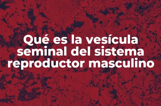 Qué es la Vesícula Seminal Del Sistema Reproductor Masculino