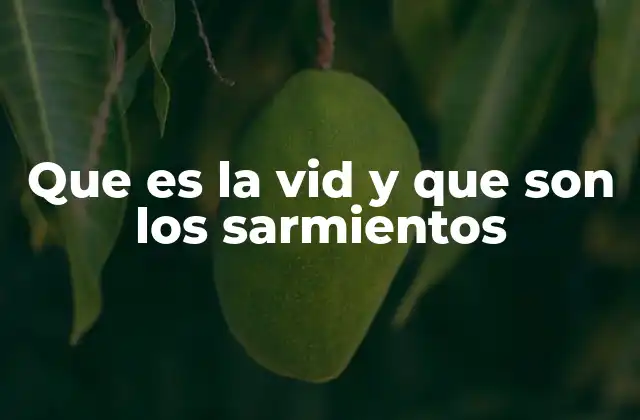 Que es la Vid y que Son los Sarmientos