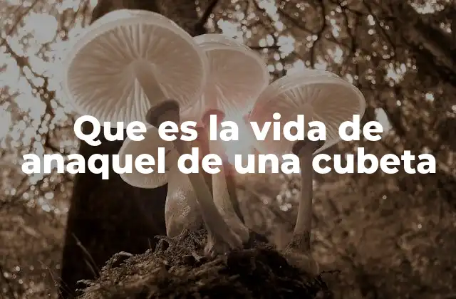 Que es la Vida de Anaquel de una Cubeta