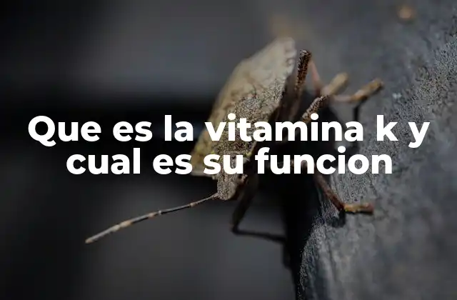 Que es la Vitamina K y Cual es Su Funcion