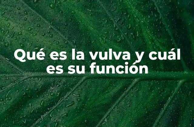 Qué es la Vulva y Cuál es Su Función
