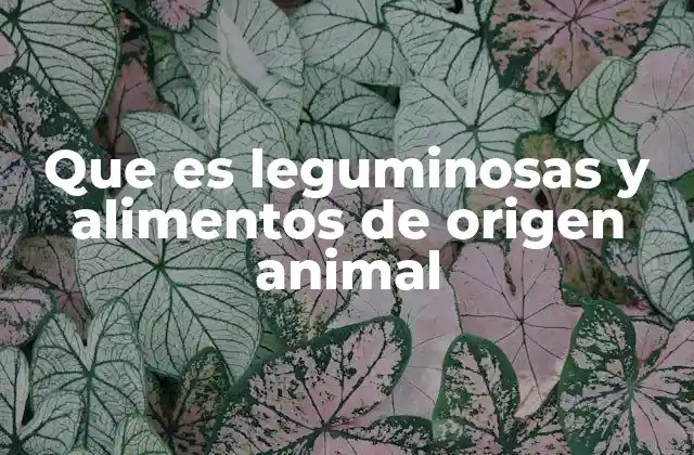Que es Leguminosas y Alimentos de Origen Animal