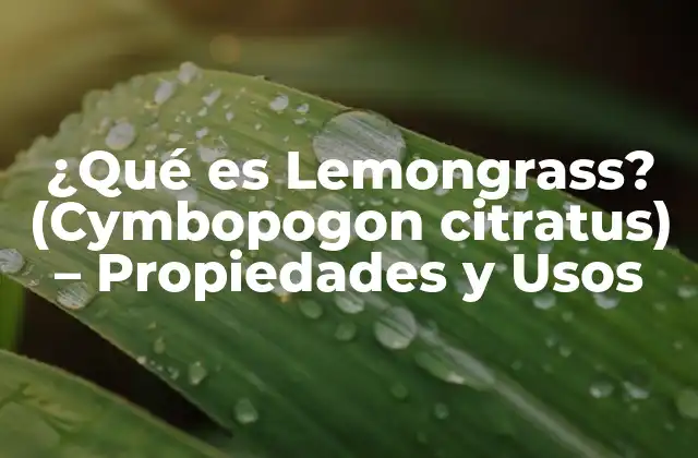 ¿qué es Lemongrass? (cymbopogon Citratus) – Propiedades y Usos