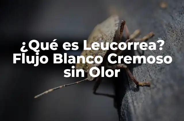 ¿qué es Leucorrea? Flujo Blanco Cremoso sin Olor 2 ¿Qué Causa la Leucorrea?